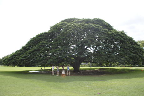 ハワイの歴史と文化　-この木何の木とモアナルアガーデン-