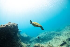 green sea turtle