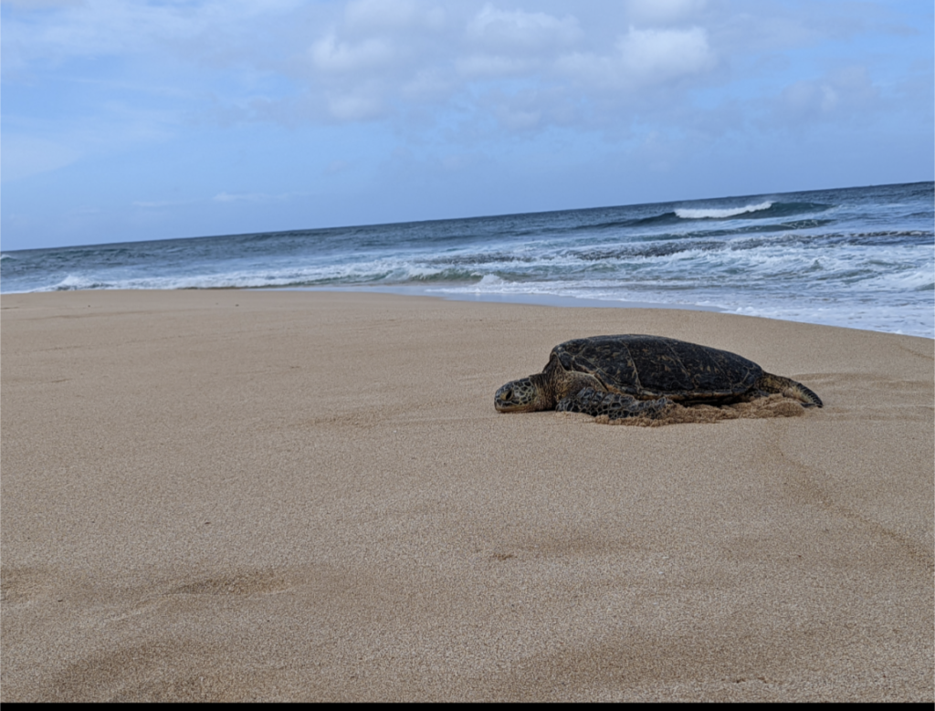 North Shore Oahu Private Tour