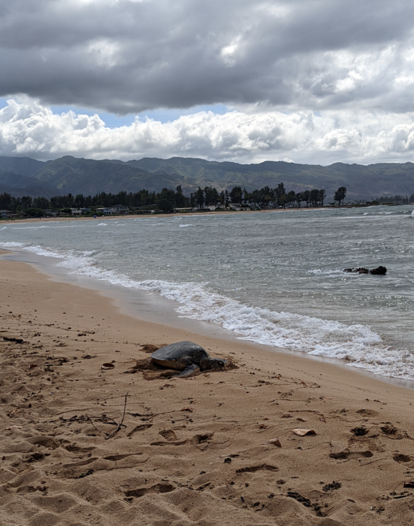 Green Sea Turtle at Haleiwa Alii Beach Park