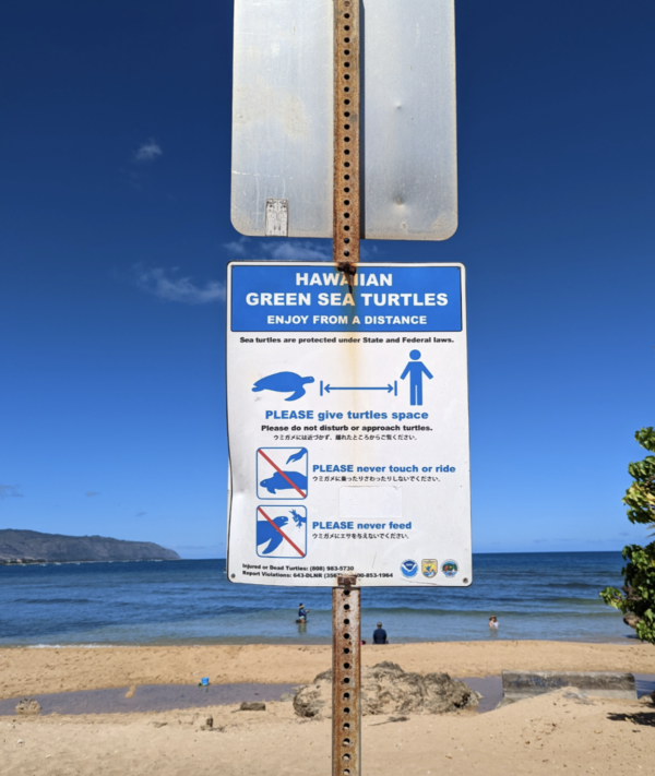 Self-Guided Turtle Walking Tour in Haleiwa, North Shore Oahu - Wildlife ...