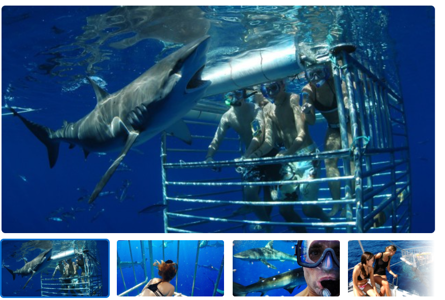 Where is the best place to go shark diving in Hawaii? post thumbnail image