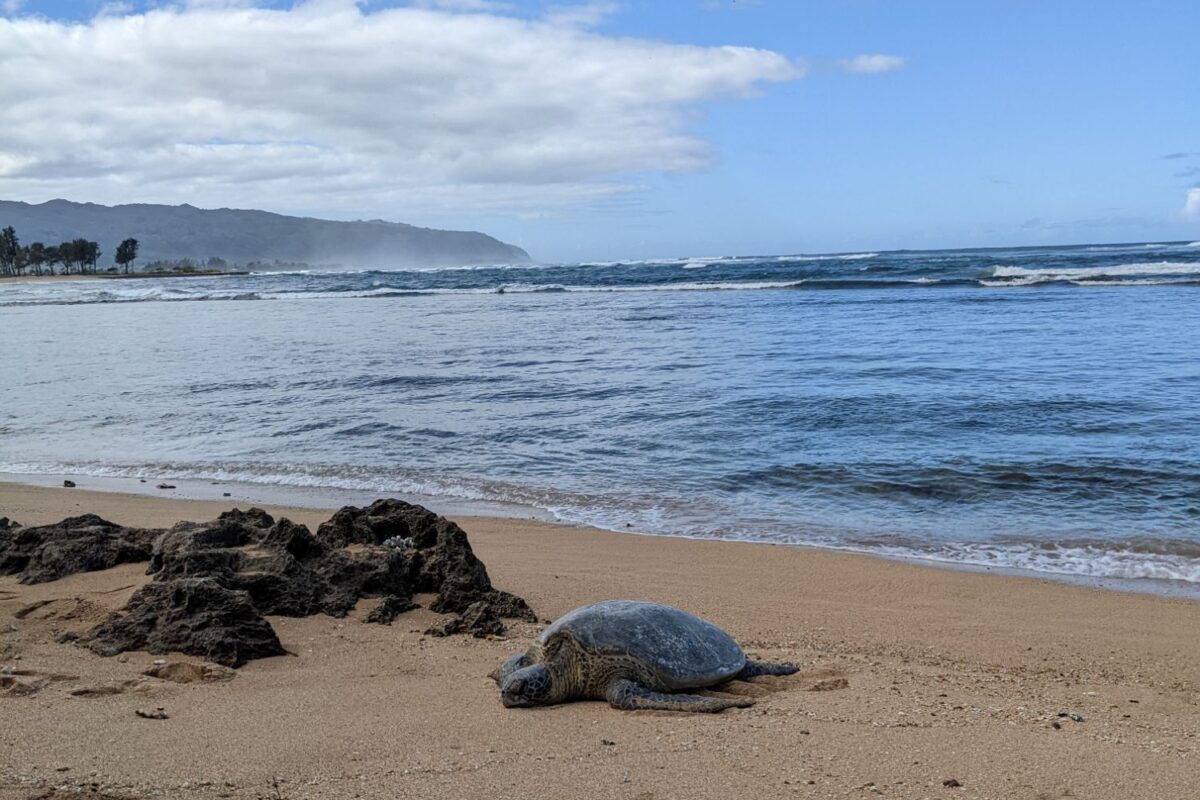 North Shore Haleiwa Shuttle Wildlife Hawaii