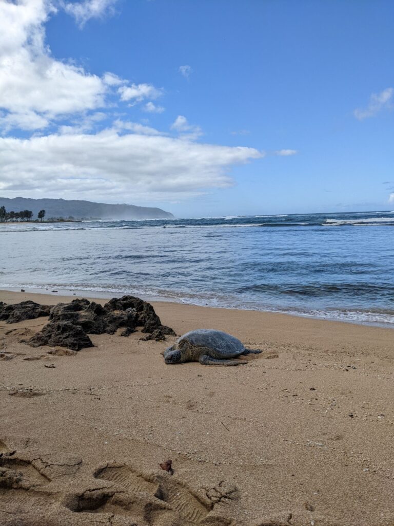 North Shore Haleiwa Shuttle
Wildlife Hawaii