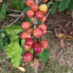 Coffee beans North shore Oahu