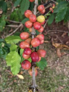 Coffee beans North shore Oahu