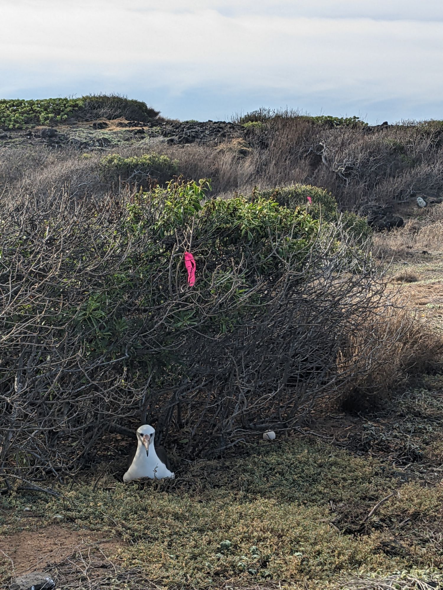 Intertwined Fates: The Laysan Albatross and Humanity in Hawaii ...