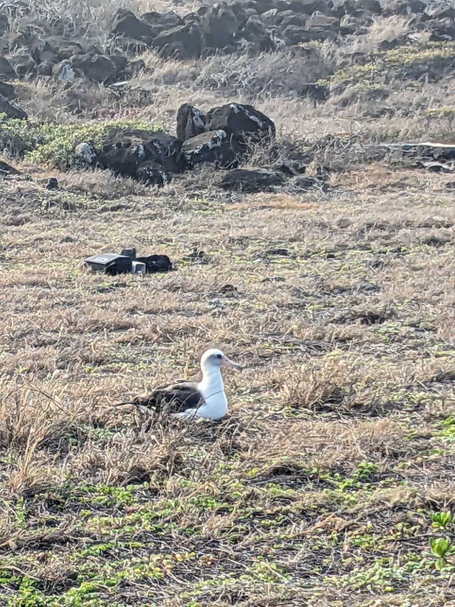 Intertwined Fates: The Laysan Albatross and Humanity in Hawaii ...